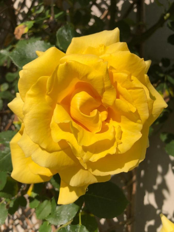 Doué-la-Fontaine Le Chai De La Rose Spa Et Seances Bien Etre מראה חיצוני תמונה