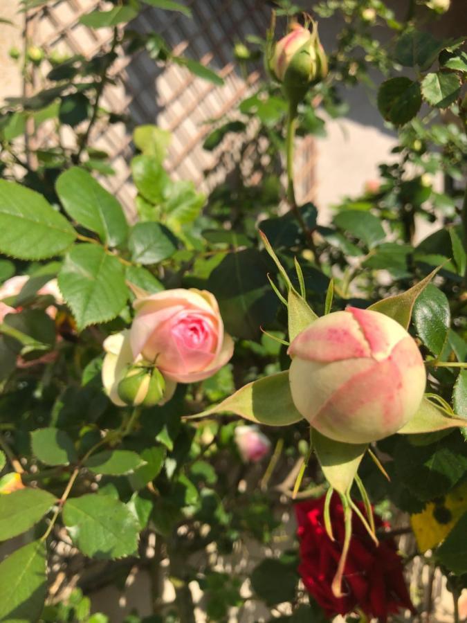Doué-la-Fontaine Le Chai De La Rose Spa Et Seances Bien Etre מראה חיצוני תמונה