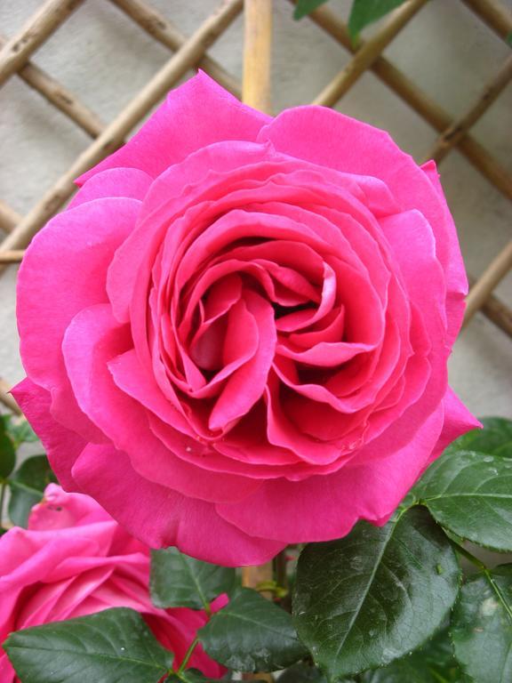 Doué-la-Fontaine Le Chai De La Rose Spa Et Seances Bien Etre מראה חיצוני תמונה
